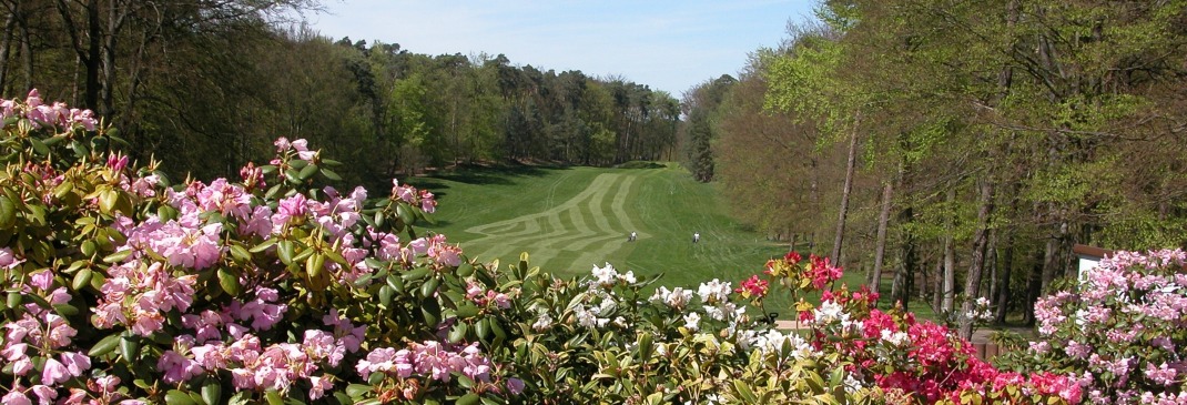 Blumen im Sommer auf einem Golfplatz in Ramstein